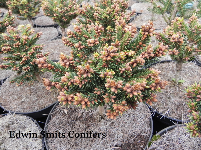 Picea abies 'Nidiformis Pirna'